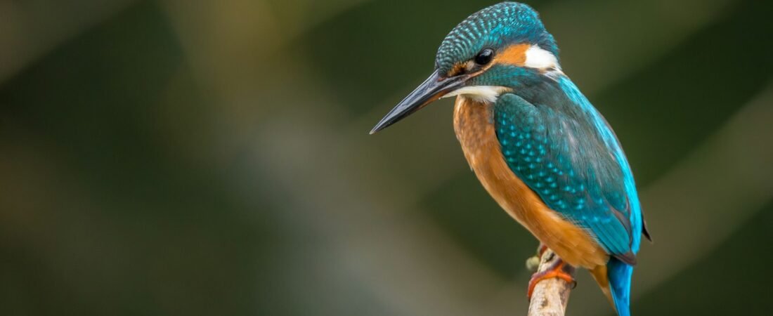 Birdwatching for Beginners: The Outdoor Hobby Hiding in Plain Sight