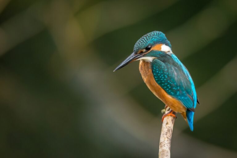 Colorful bird perched on a branch