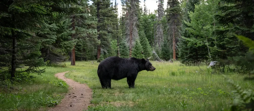 What to Do If You Encounter a Bear (Black Bear vs. Grizzly)