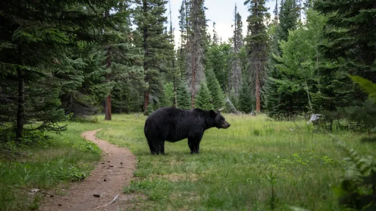 Black bear at the edge of a forest meadow seen from a trail