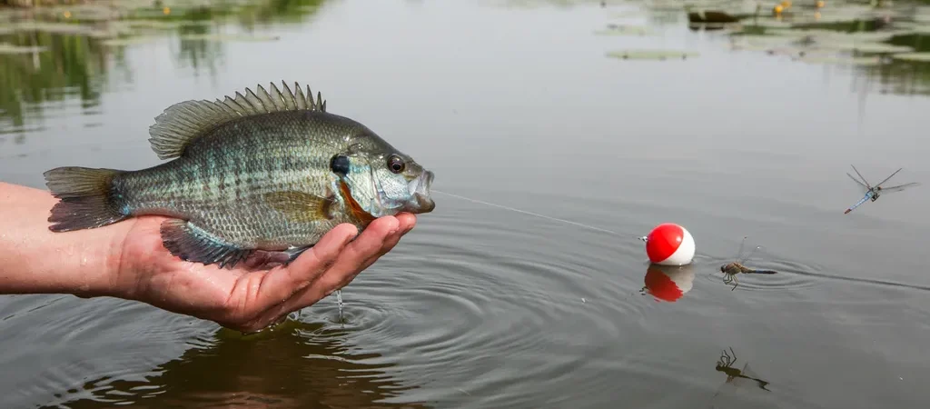 How to Catch Bluegill: From First Bobber to Trophy Bulls