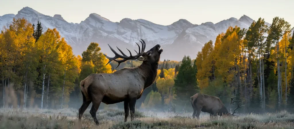 Elk Hunting for Beginners: Tags, Seasons & the Honest Roadmap
