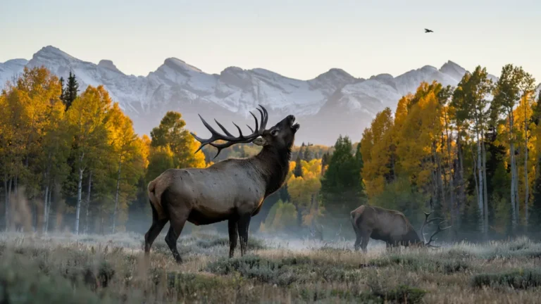 Bull elk bugling in a golden aspen meadow at dawn