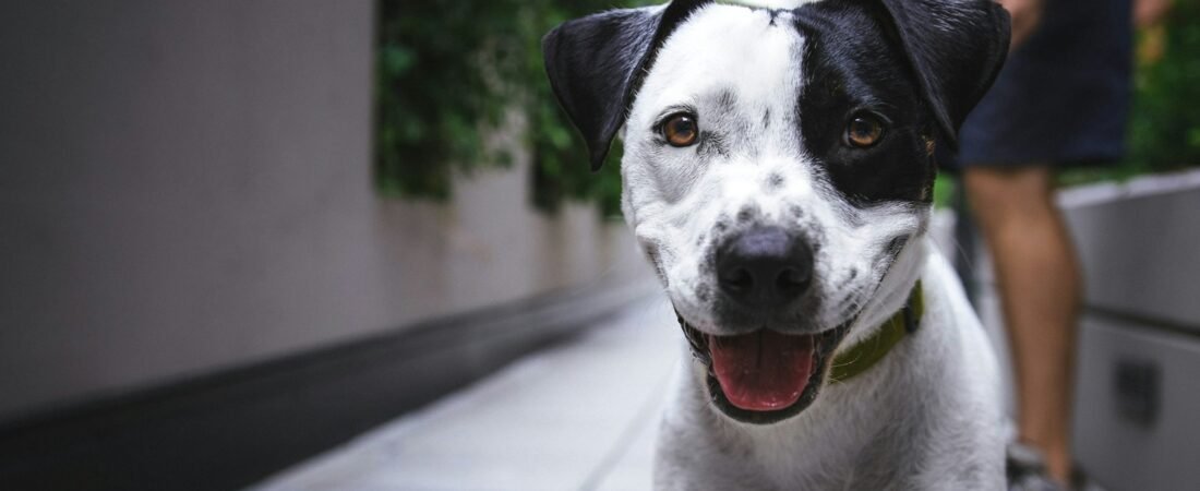 Hiking with Your Dog: A Trail-Ready Guide for Happy Adventures
