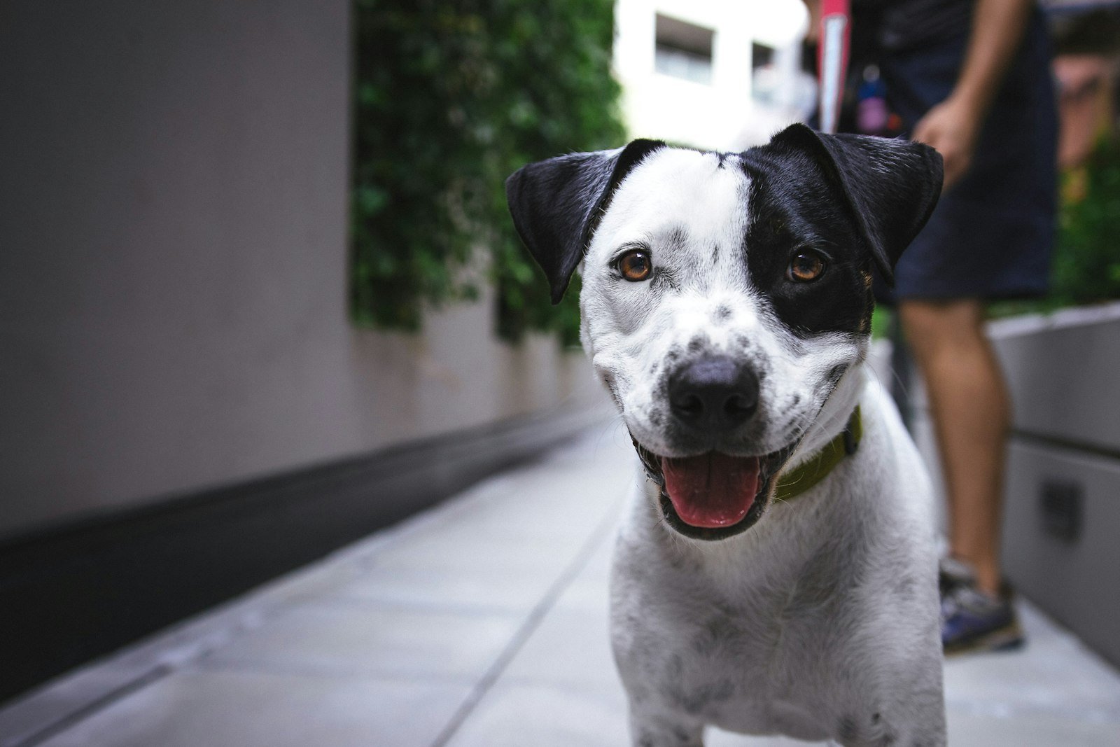 Hiking with Your Dog: A Trail-Ready Guide for Happy Adventures