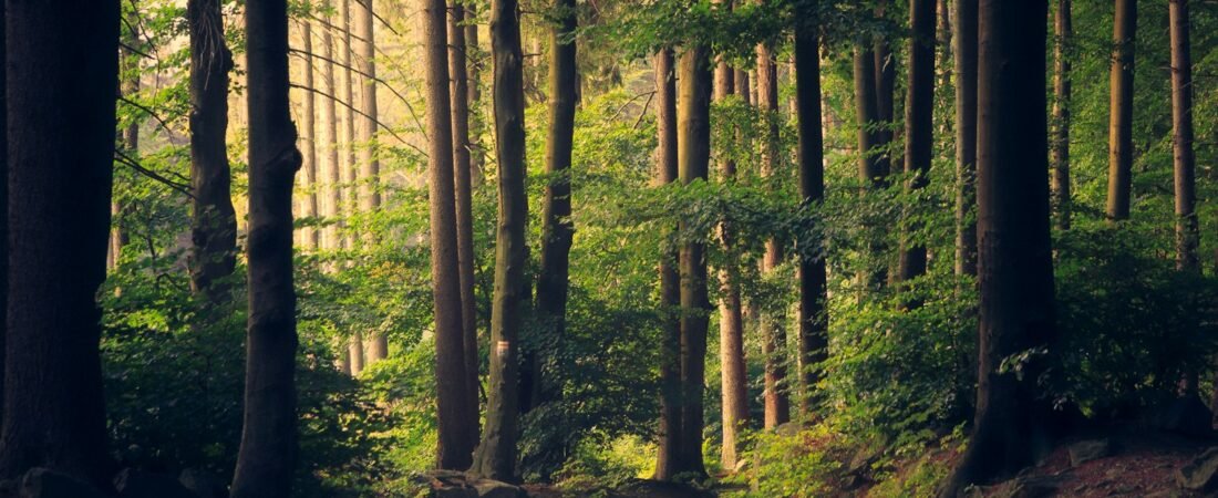 Deer Season Prep: A First-Time Hunter Checklist That Actually Works