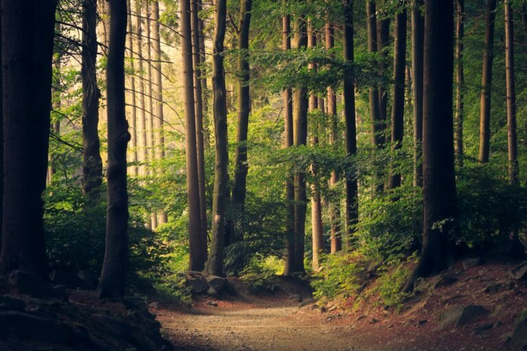 Sunlit forest trail through tall trees