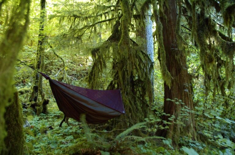 A camping hammock hung between trees