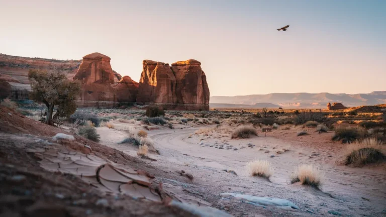 Desert landscape with a dry wash at golden hour
