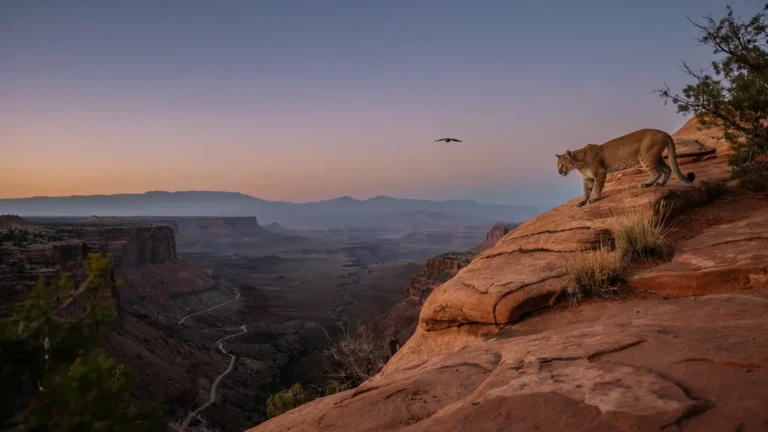 Mountain lion on a rocky ledge above a canyon trail at dusk