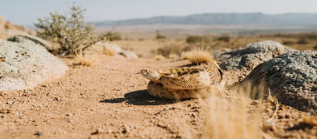 Snakebite First Aid: What to Do and What to Avoid